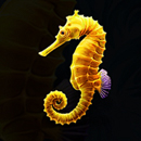 Loreleis Pearls Paytable SYmbol 6